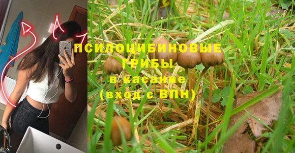 прущие грибы Краснослободск
